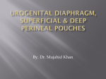 superficial & deep perineal pouches, urogenital diaphragm