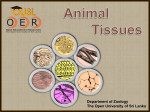 Animal tissues - The Open University of Sri Lanka