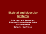 Skeletal and Muscular Systems