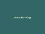 Muscles may shorten up to @ 70% of their resting length!