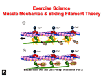 Muscle Mechanics & Sliding Filament Theory