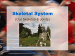 Skeletal System