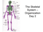 The Skeletal System – Day 2