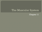 Muscle Classification - Decker