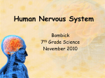 Human Nervous System