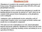 Phosphorus_Cycle