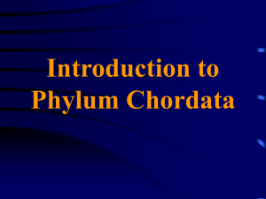 Introduction to Phylum Chordata