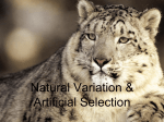 Natural Variation & Artificial Selection