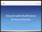 Descent with Modification