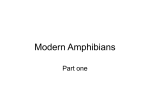 Modern Amphibians