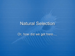 5_Week_of_February_6-11,_2012__files/Natural Selection PPT