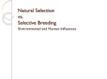 Natural Selection vs. Selective Breeding