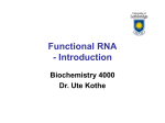 Functional RNA