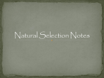 Natural Selection Notes
