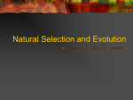 Natural Selection and Evolution