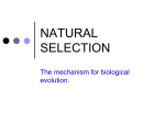 NATURAL SELECTION