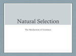 Natural Selection - SBI3U