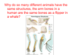 Evolution Notes PPT