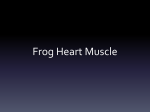 Frog Heart Muscle