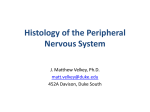 Histology05-NerveTissue