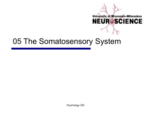 05 The Somatosensory System