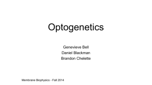 Optogenetics - FSU Program in Neuroscience