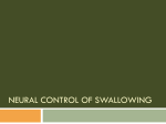Neurophysiology of Swallow #2