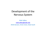 Embryology09-NervousSystem