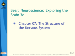 Chapter 07: The Structure of the Nervous System