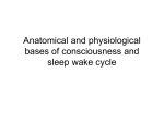 Anatomical and physiological bases of consciousness and sleep