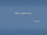 Pain pathway