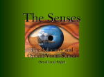 The Senses - Poudre School District