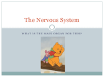 The Nervous System