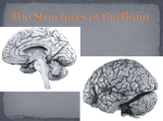 The Structures of the Brain