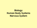 Human Biology Human Body Systems Nervous System