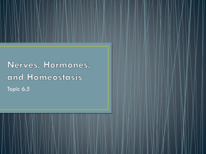 Nerves, Hormones, and Homeostasis