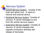 Nervous System