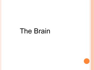 The Brain - College of Alameda