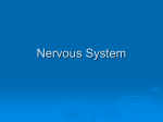 Nervous System