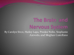The Nervous System - Watchung Hills Regional High School
