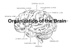 Organization of the Brain - Mr. Van Frachen's Web Page