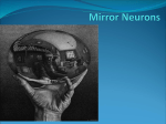 Mirror Neurons & You