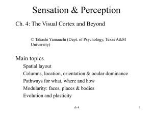 Ch. 2 the LGN and Striate Cortex