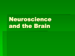 Neuroscience and the Brain