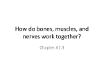 How do bones, muscles, and nerves work together?