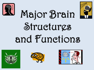 Major Brain Structures and Functions