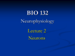Lecture 2 (Neurons)