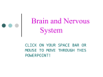 Brain and Nervous System