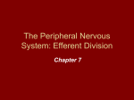 The Peripheral Nervous System: Efferent Division
