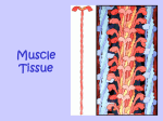 5_Muscle